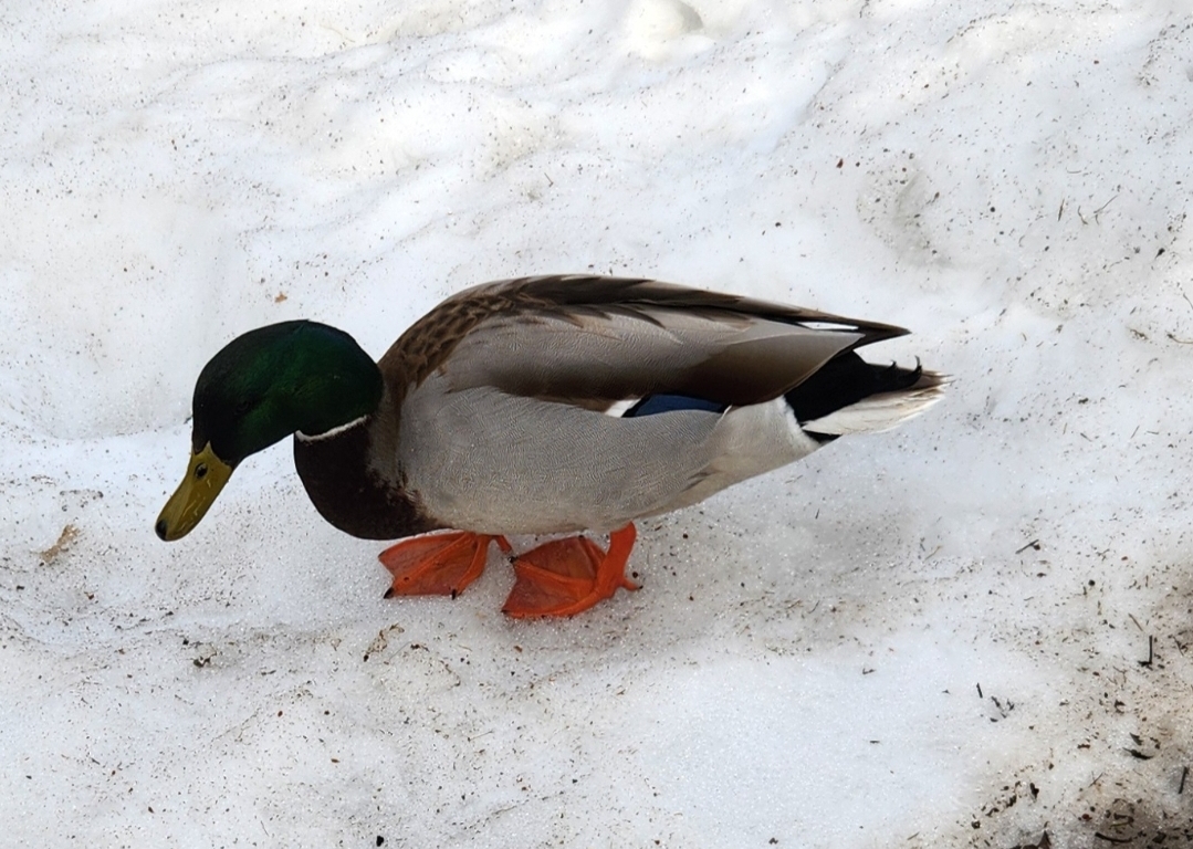 Cool duck