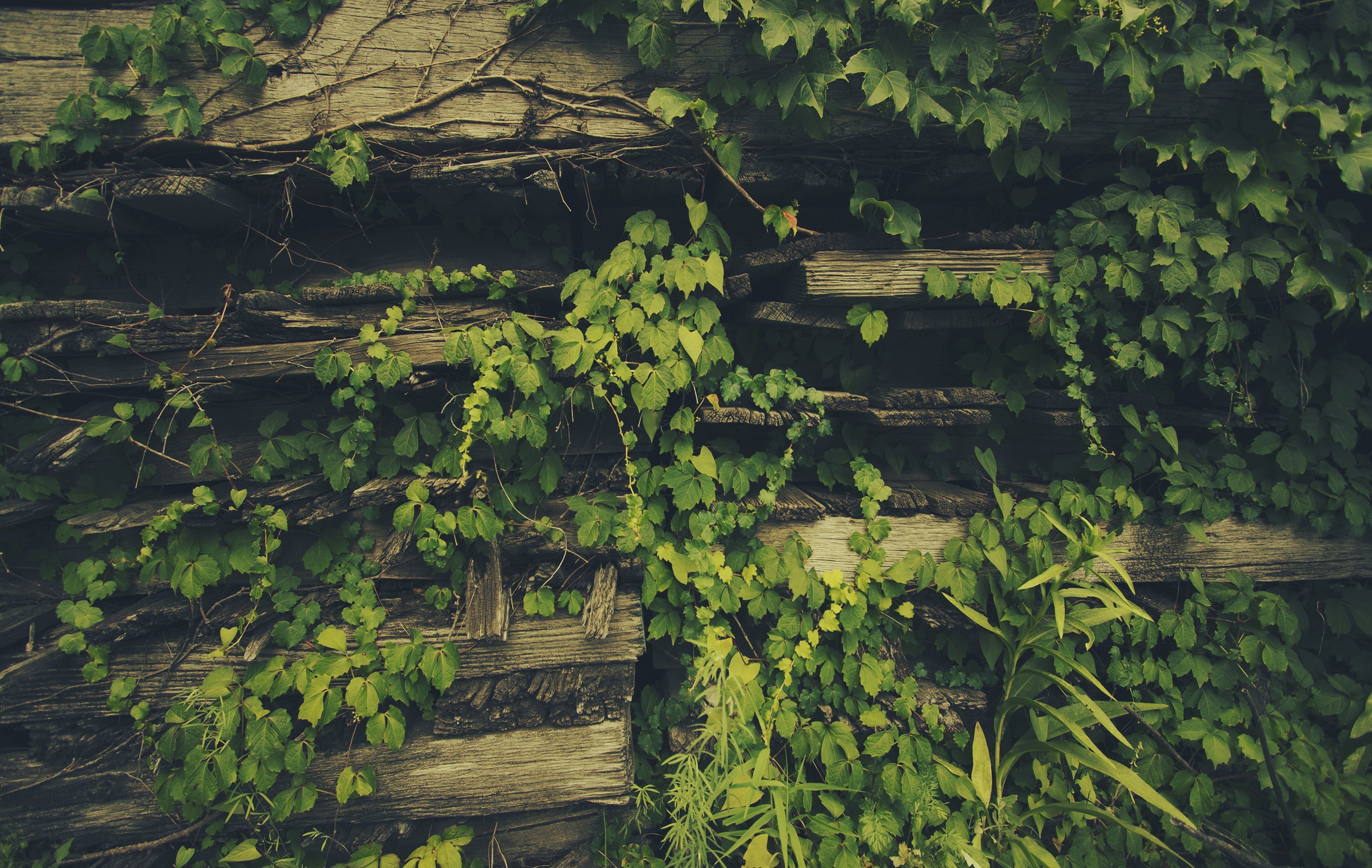 Close up photo of a wooden wall with vines and moss